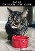 Milch-ist-sauer.jpg auf www.funpot.net