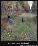 Jagdhund-zu-verkaufen.jpg auf www.funpot.net