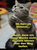 Katze-betet.jpg auf www.funpot.net