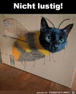 Katze-guckt-genervt.jpg auf www.funpot.net
