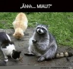 Bin-auch-eine-Katze.jpg auf www.funpot.net