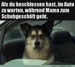 Hund-wartet-im-Auto.jpg auf www.funpot.net