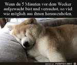 Ich-steh-noch-nicht-auf.jpg auf www.funpot.net