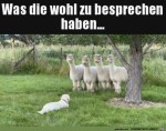 Wichtige-Besprechung.jpg auf www.funpot.net