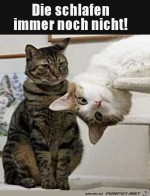 Die-schlafen-noch-nicht.jpg auf www.funpot.net