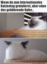 Der-Katzentag.jpg auf www.funpot.net
