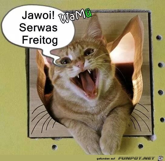 Serwas freitog Serwas freitog