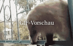 Lustige-Katze.gif auf www.funpot.net