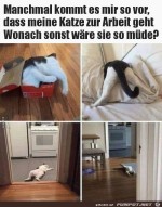 Wovon-ist-meine-Katze-so-mde-?.jpg auf www.funpot.net