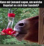 Komischer-Vogel.jpg auf www.funpot.net