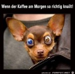 Der-Kaffee-knallt.jpg auf www.funpot.net