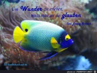 Wunder5