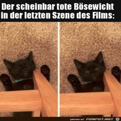 Typisch-Katze.jpg von Finn