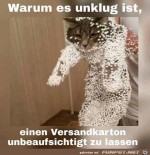 Katze-war-im-Karton.jpg auf www.funpot.net