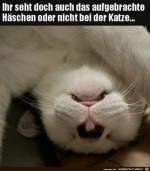 Ein-wtendes-Hschen.jpg auf www.funpot.net