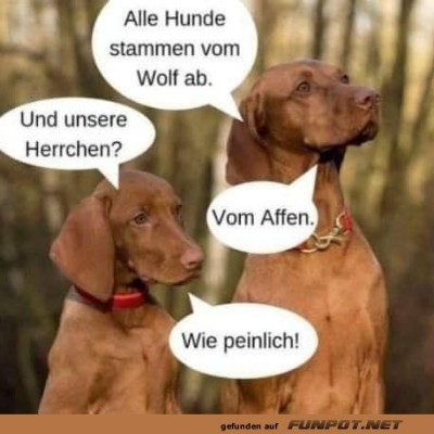 Alle-Hunde-stammen-vom-Wolf-ab.jpg von Nele68