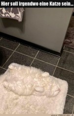 Wo-ist-die-Katze?.jpg auf www.funpot.net