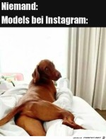 Hund-modelt.jpg auf www.funpot.net
