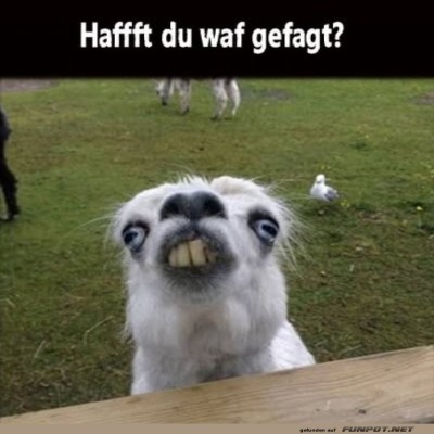 Wenn-Lamas-sprechen-k&ouml;nnten....jpg von Nele68