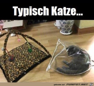 Typisch-Katze.png von Elena