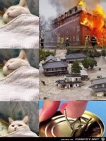 Typisch-Katze.jpg auf www.funpot.net