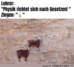 Die-Ziegen-wieder.jpg auf www.funpot.net