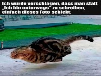 Katzen-Speed: Die neue Art zu reisen!