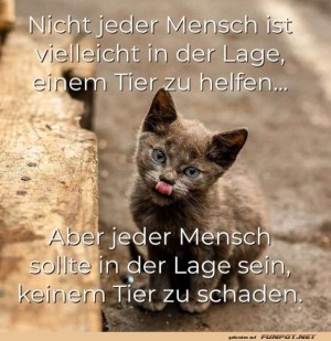 Katzenweisheit:-Hilfe-oder-nicht,-schaden-nie!.jpg auf www.funpot.net