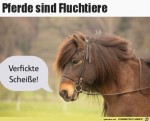 Fluchtiere.jpg auf www.funpot.net