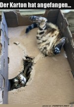 Bser-Karton.jpg auf www.funpot.net