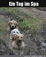 Wellnesstag-fr-Hunde.jpg auf www.funpot.net