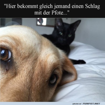 Pfote-vs.-Fellnase:-Wer-ist-schneller?.jpg von Carlo2006