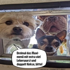 fun-Bild: Hunde-Bestellung