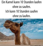 Ein-Kamel-kann....jpg auf www.funpot.net