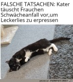 Katze-ist-Schauspieler.jpg auf www.funpot.net
