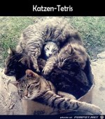 Katzen-Tetris.jpg auf www.funpot.net