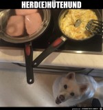 Htehund.jpg auf www.funpot.net