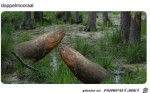 Doppelmooraal.jpg auf www.funpot.net