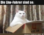 Katze-guckt-wie-LKW-Fahrer.jpg auf www.funpot.net