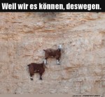 Coole-Viecher.jpg auf www.funpot.net