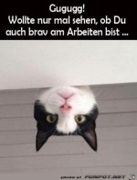 Hallchen.jpg auf www.funpot.net