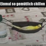 Chillen.jpg auf www.funpot.net