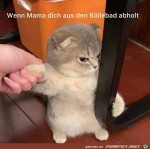 Vom-Bllebad-abgeholt-worden.jpg auf www.funpot.net