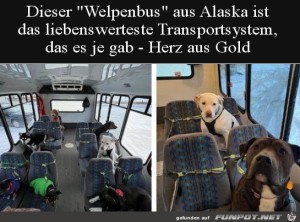 herz-Bild: Welpenbus