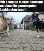 Hunde-Drohung.jpg auf www.funpot.net