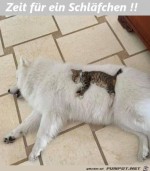 Bequemes-Bett.jpg auf www.funpot.net