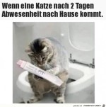 Katze-war-unterwegs.jpg auf www.funpot.net