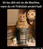 Katze-will-Frhstck.jpg auf www.funpot.net