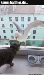 Frecher-Vogel.jpg auf www.funpot.net