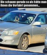 Diese-Hundeblicke.jpg auf www.funpot.net